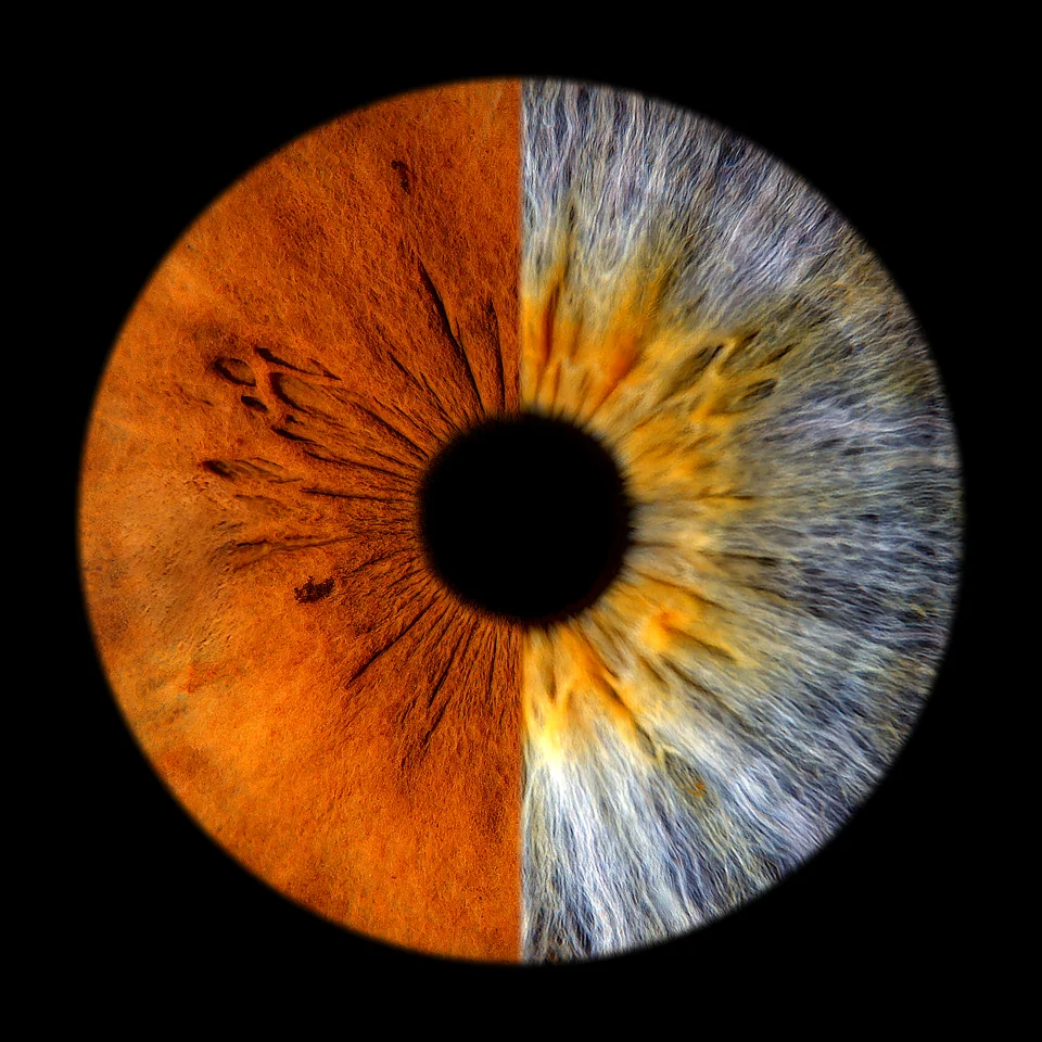 Individuelle Iris-Collage: Zwei Hälften